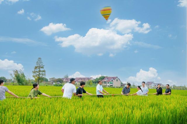 拉网捕鱼,稻田拔河,荷塘挖藕 金山农民邀市民一同庆祝丰收节