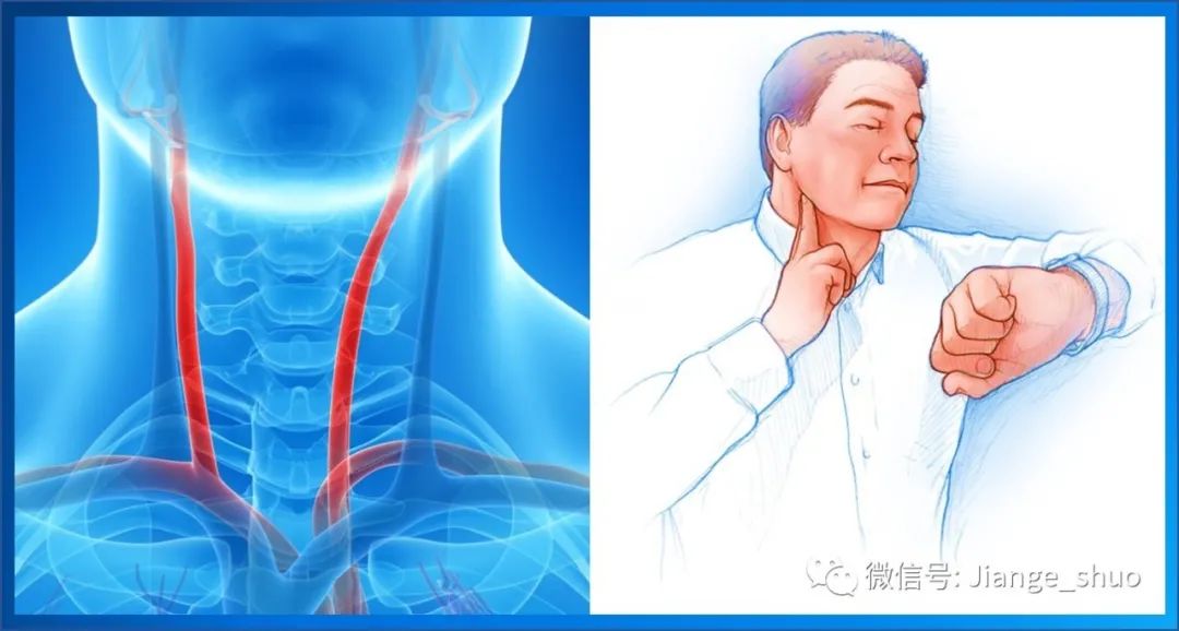 颈动脉的准确位置图片图片