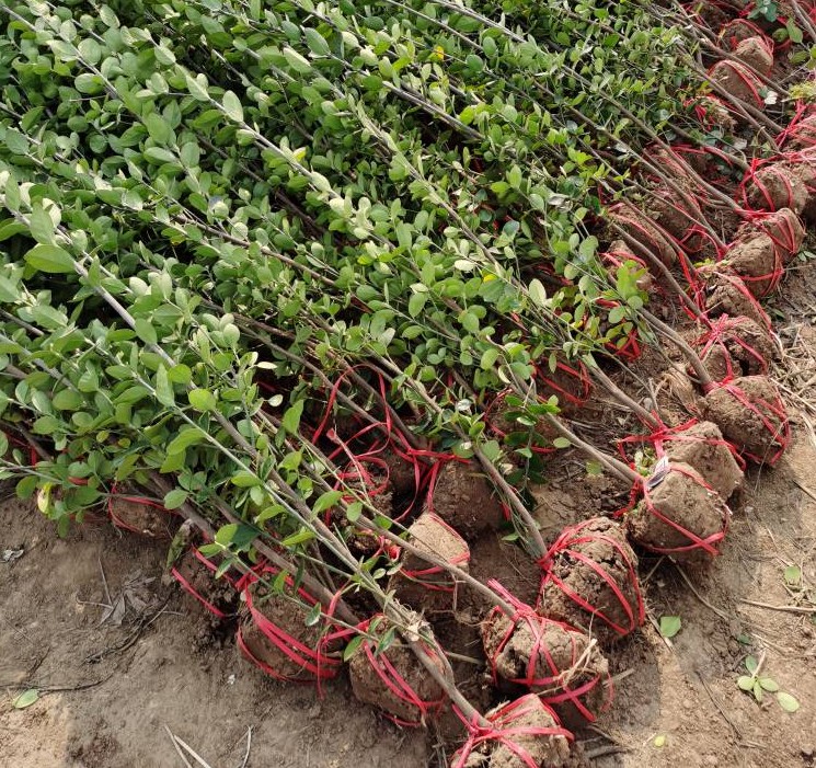 北海道黄杨冬青围墙树苗