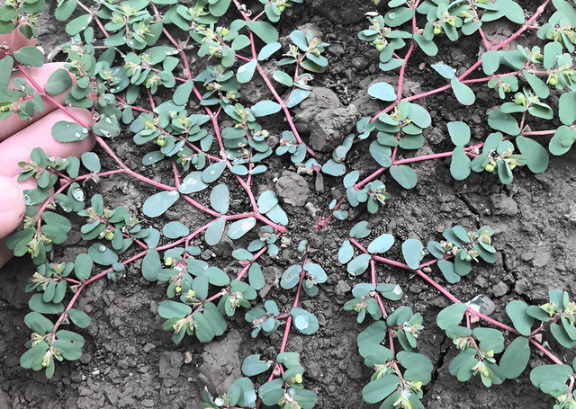 《神农识药》清热解毒药之地锦草