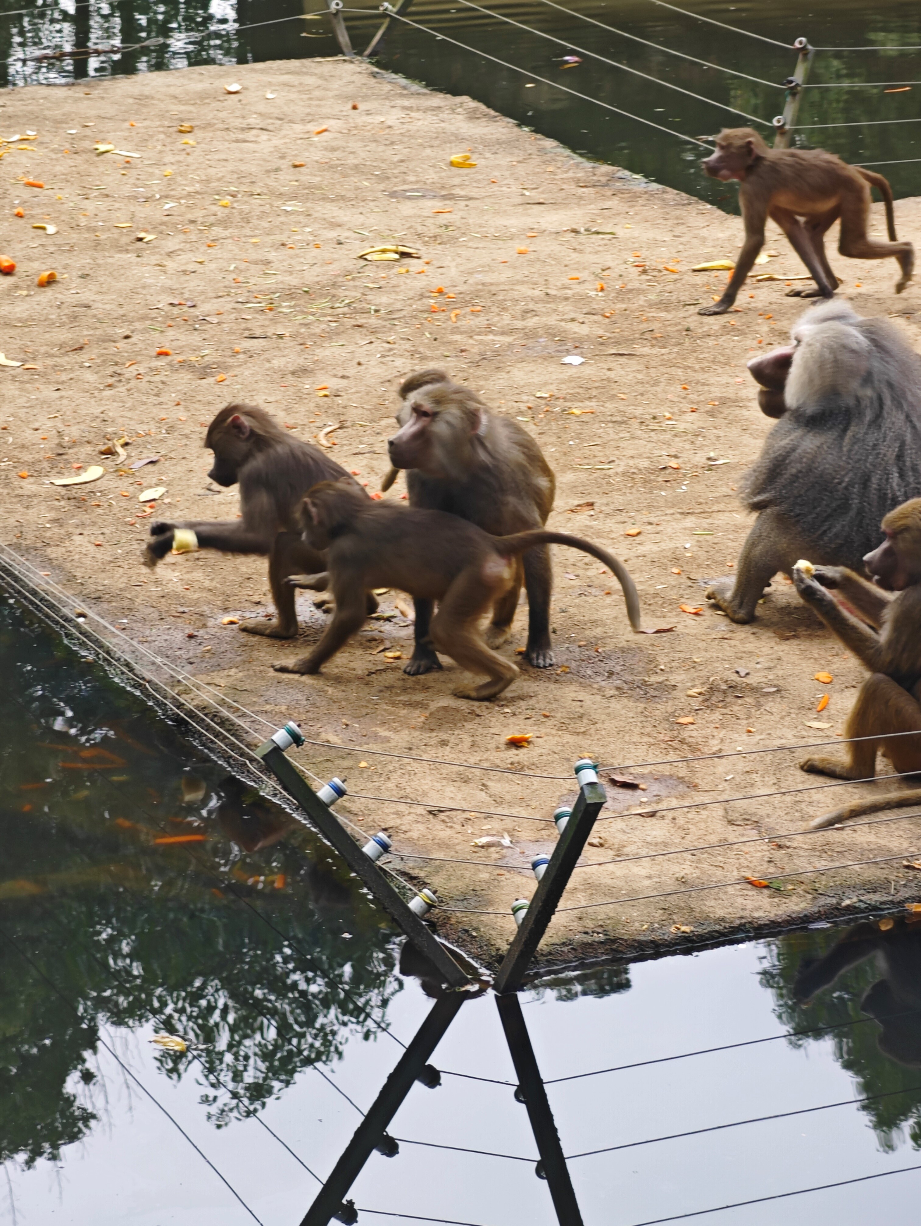 浙江安吉动物园,野生动物种类繁多,是一个值得去的地方