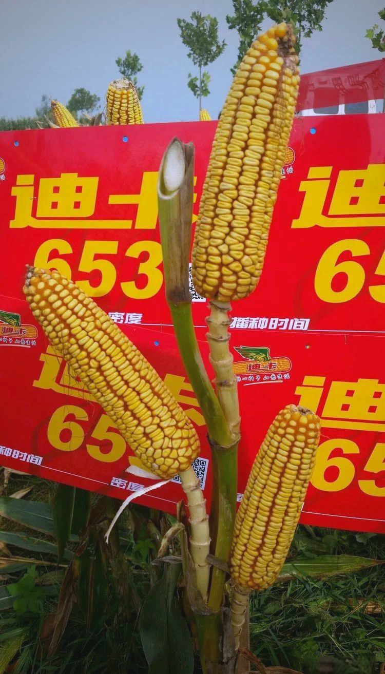 玉米新品种迪卡653:全面突破的高产,优质,抗灾良种
