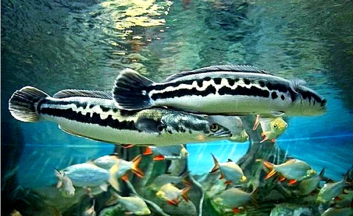 百科|探秘小盾鳢:一种耐污浊缺氧的铅笔鱼