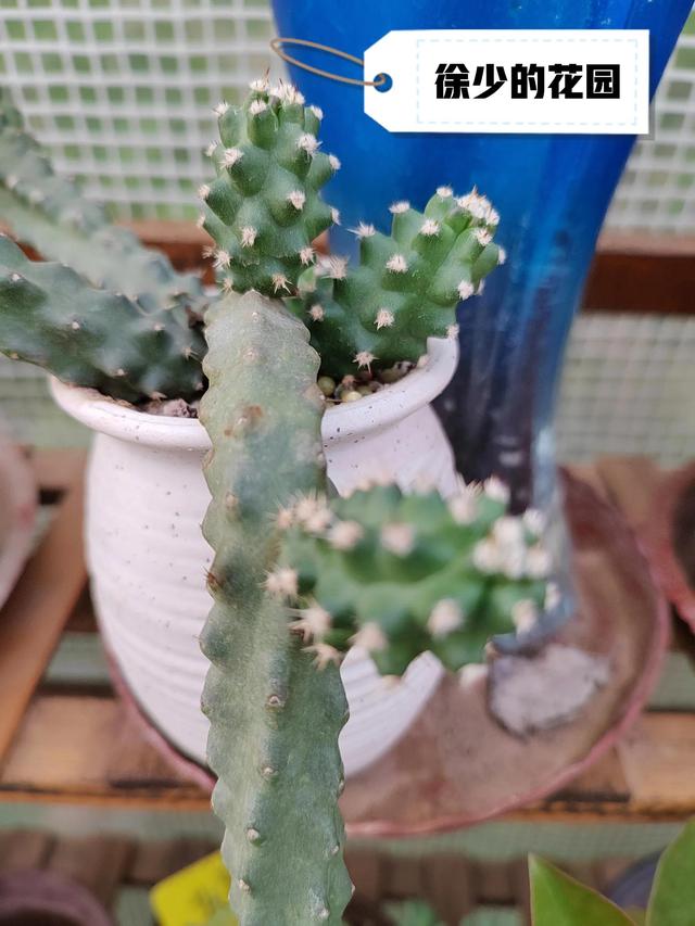 白檀仙人掌水仙情郎仙人掌的养护方法和注意事项