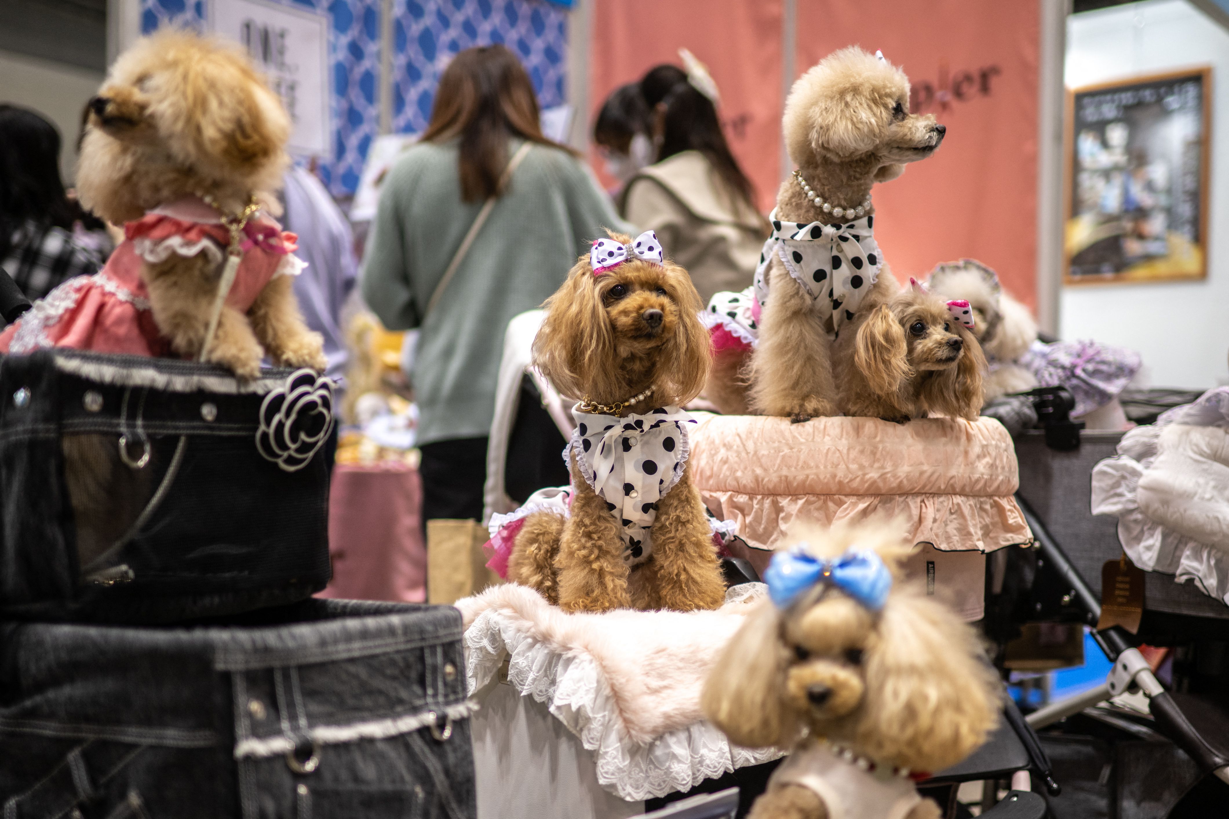 东京国际宠物展
