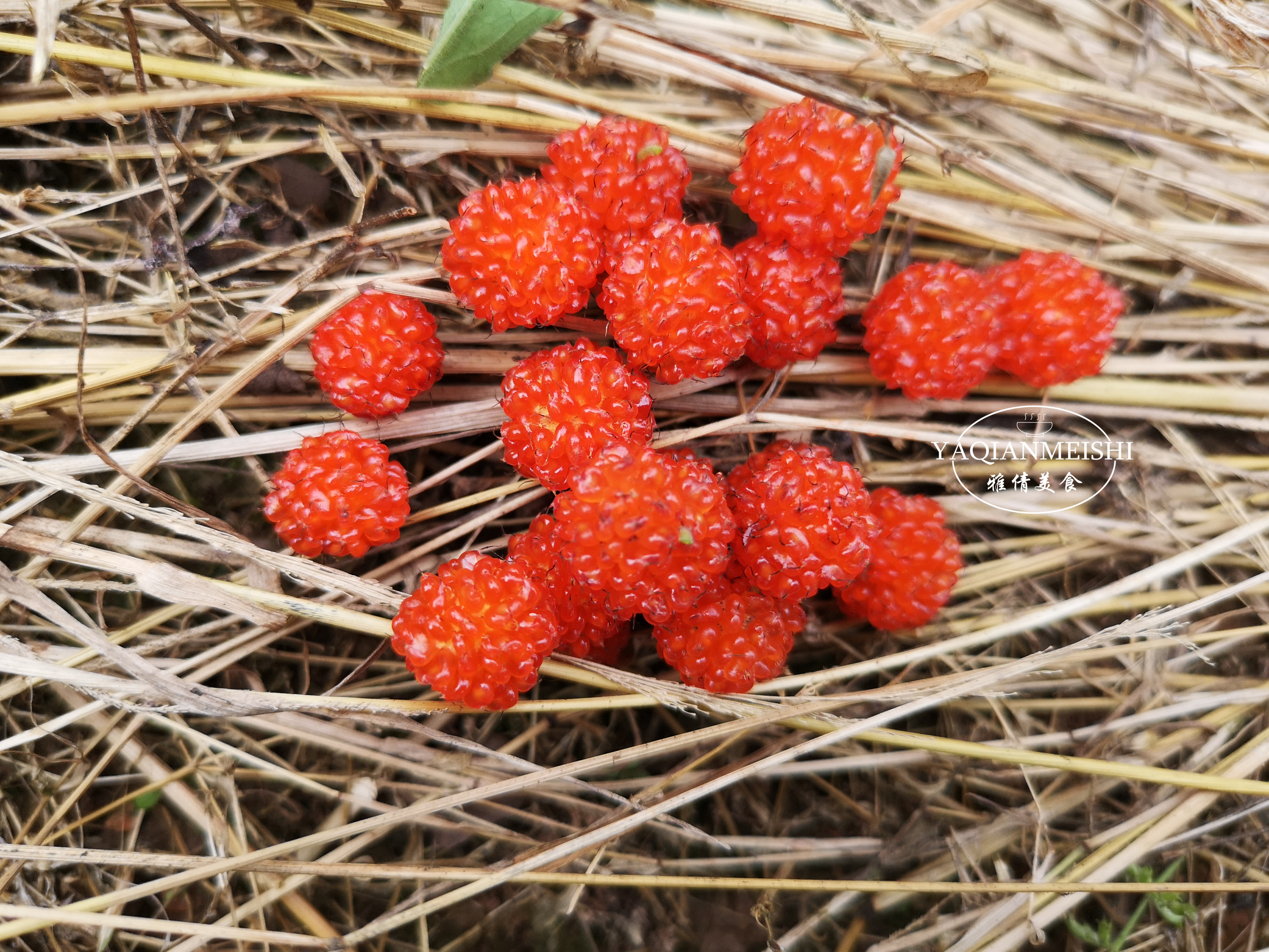 山里这28种野果,都是人间美味,满满童年的回忆,现在却很难吃到