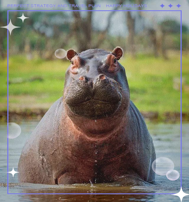 河马:淡水环境中的大型杂食性哺乳动物