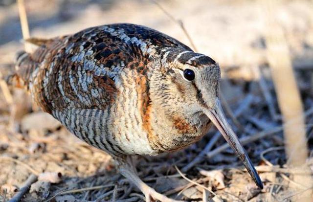 旅游景区必须具有网红属性,才能吸引游客光顾