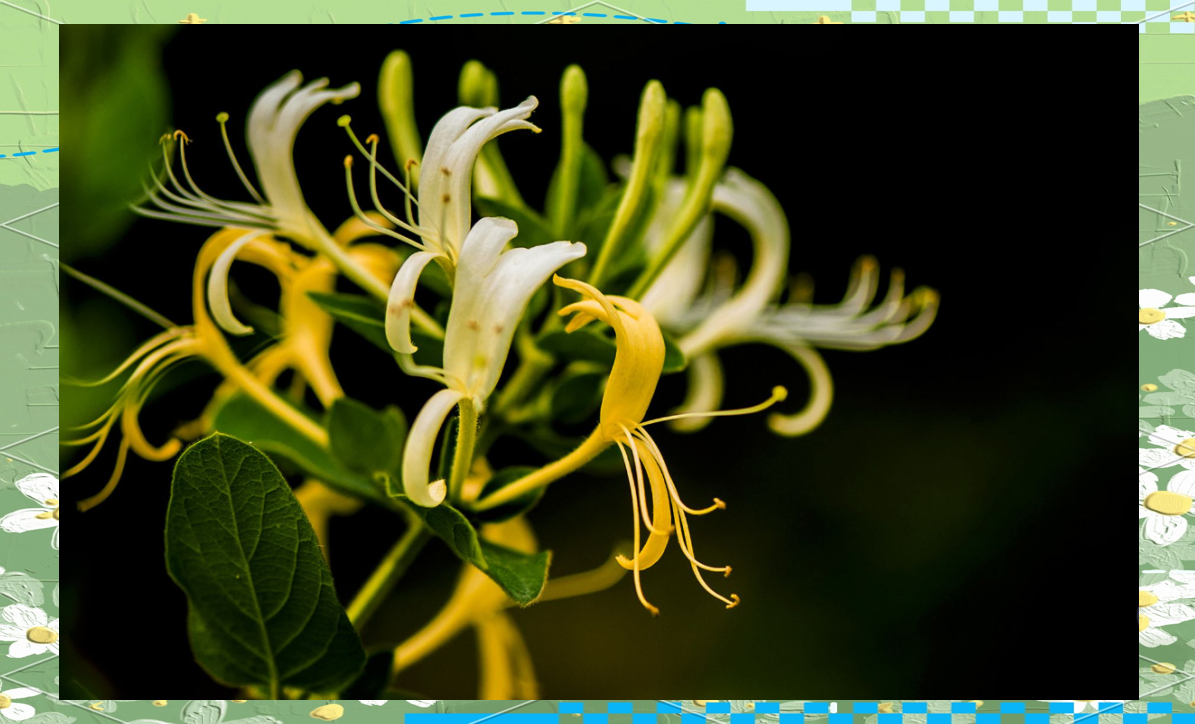 云南野花野菜的中毒风险及预防措施
