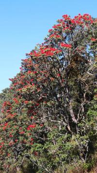 巍山断山花开正浪漫