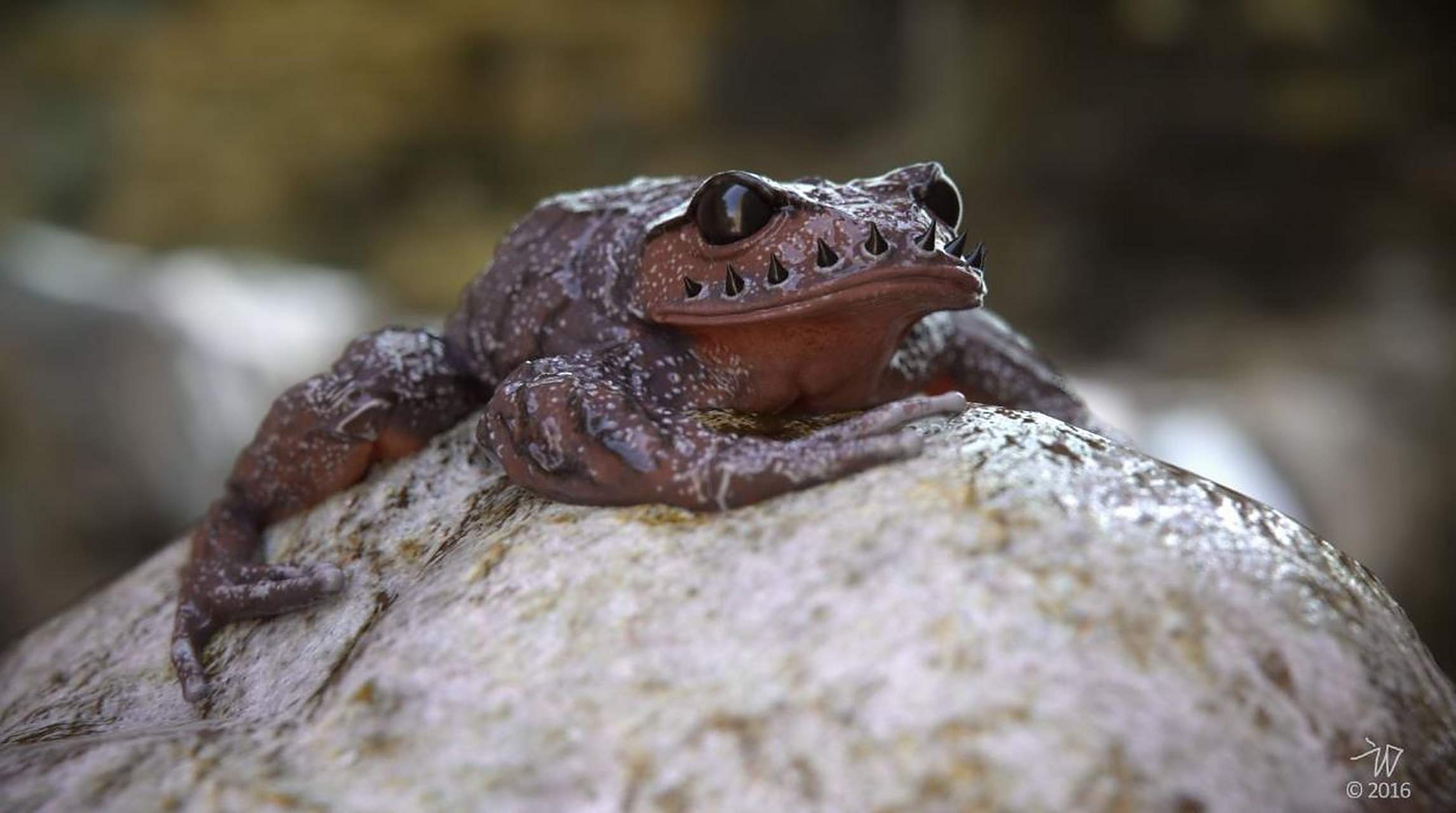 身披尖刺,眼冒绿光,一声吟叫便能吸引上万蟾馀前来朝拜,专家查明真相
