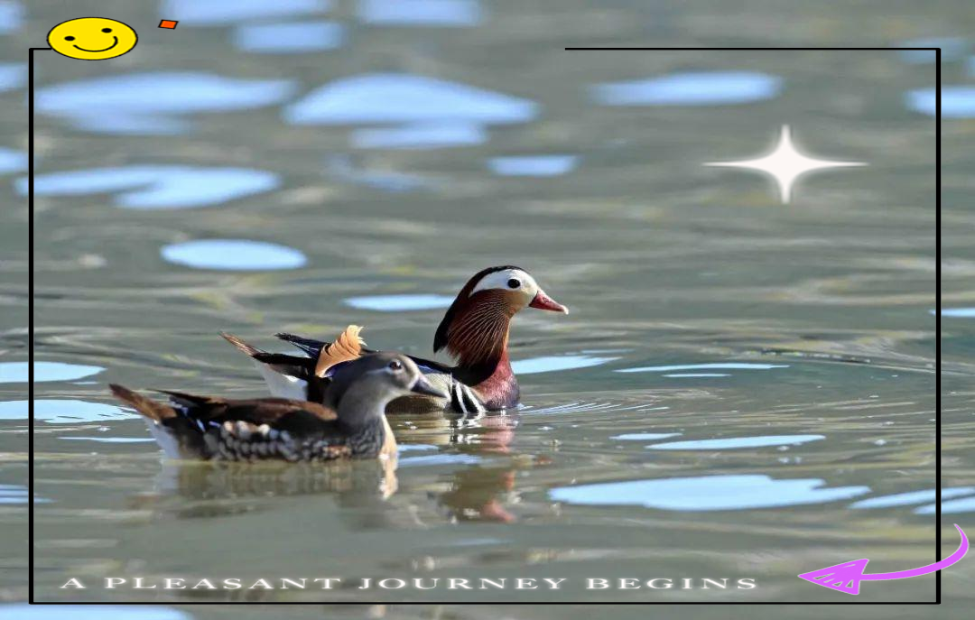 Mandarin ducks