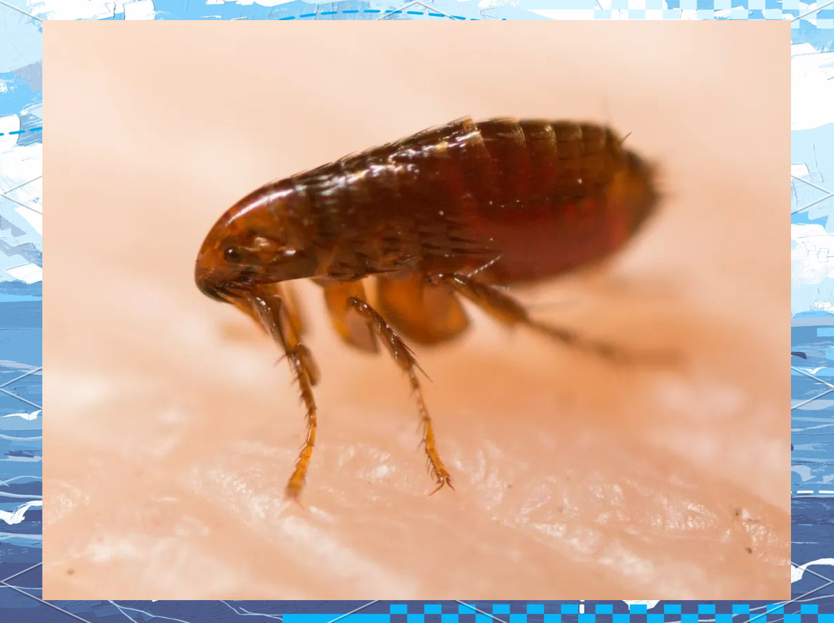 跳蚤猖獗,狗狗与人类健康面临威胁!