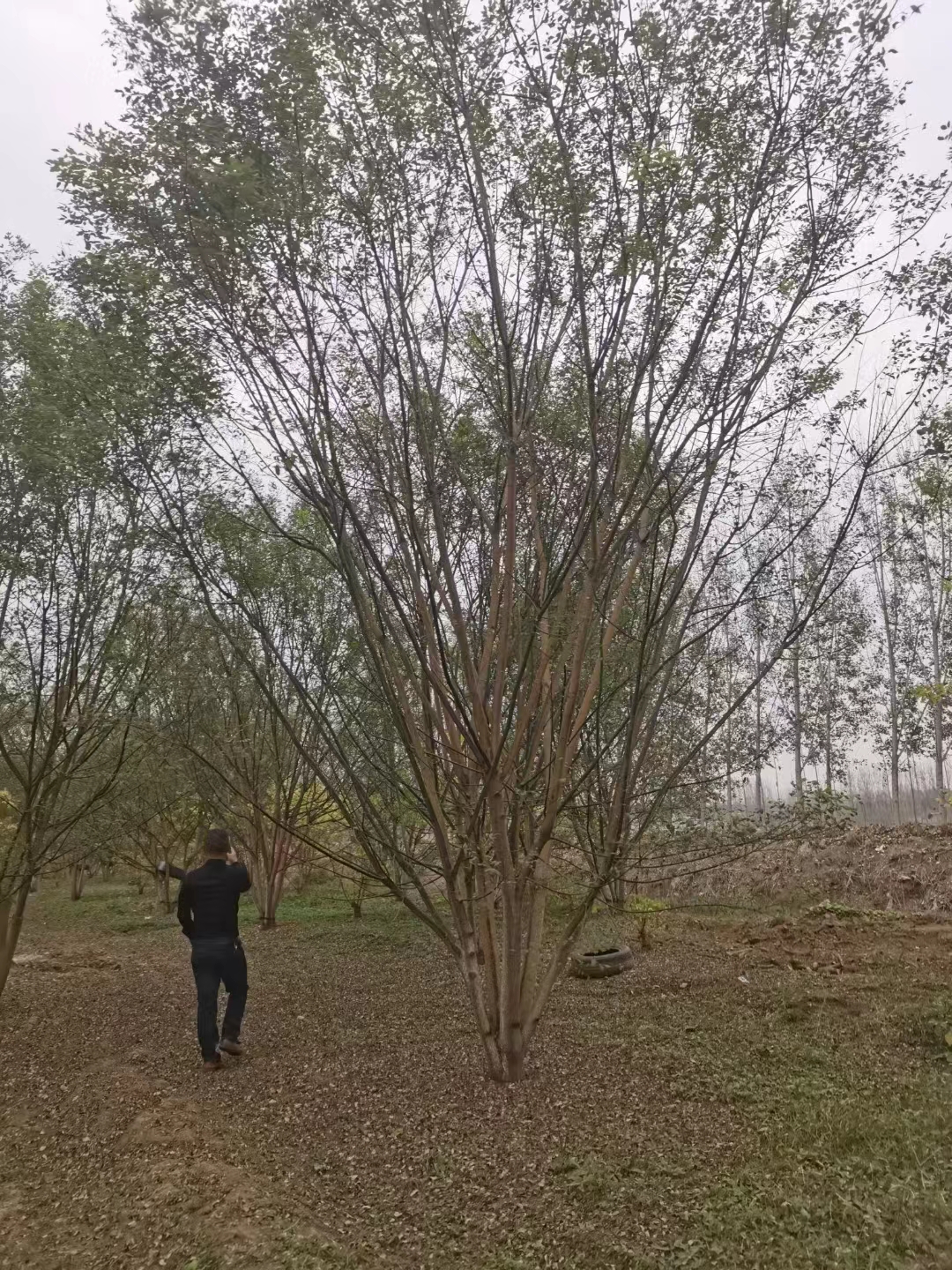 叢生國槐是怎麼樣的