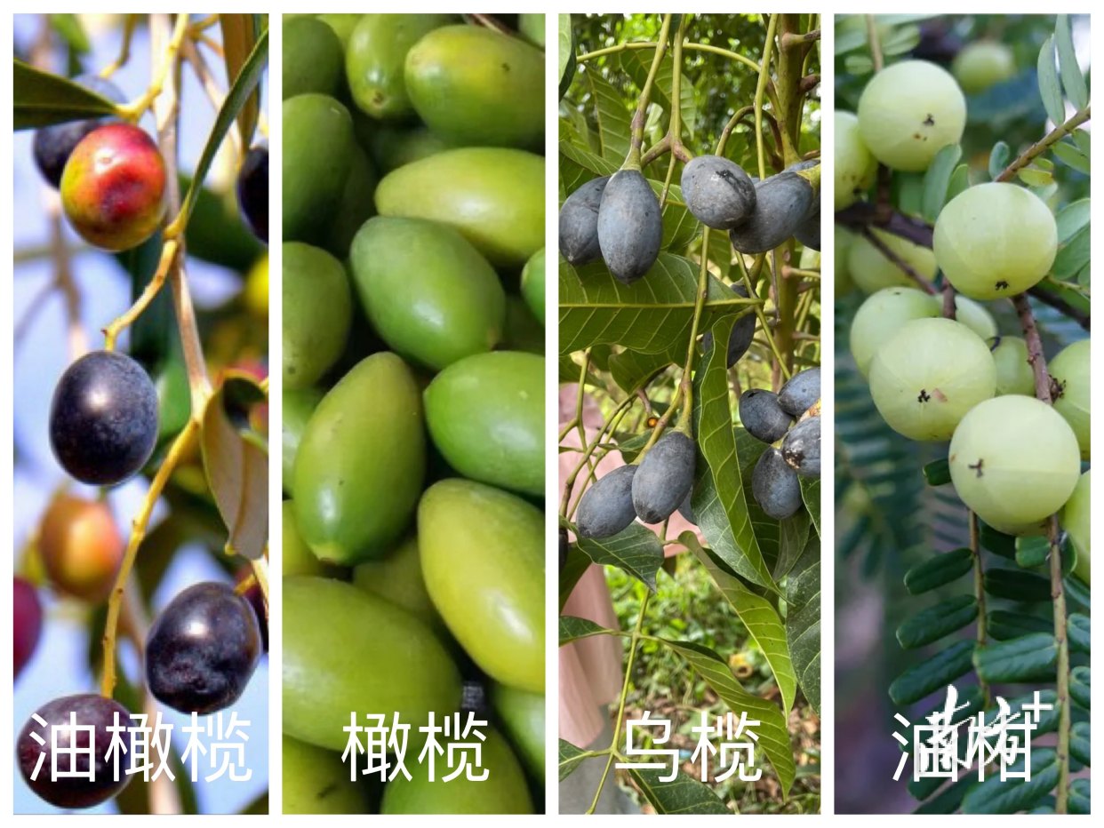 “橄榄十问”之一:油橄榄、橄榄、乌榄、油柑,傻傻分不清?