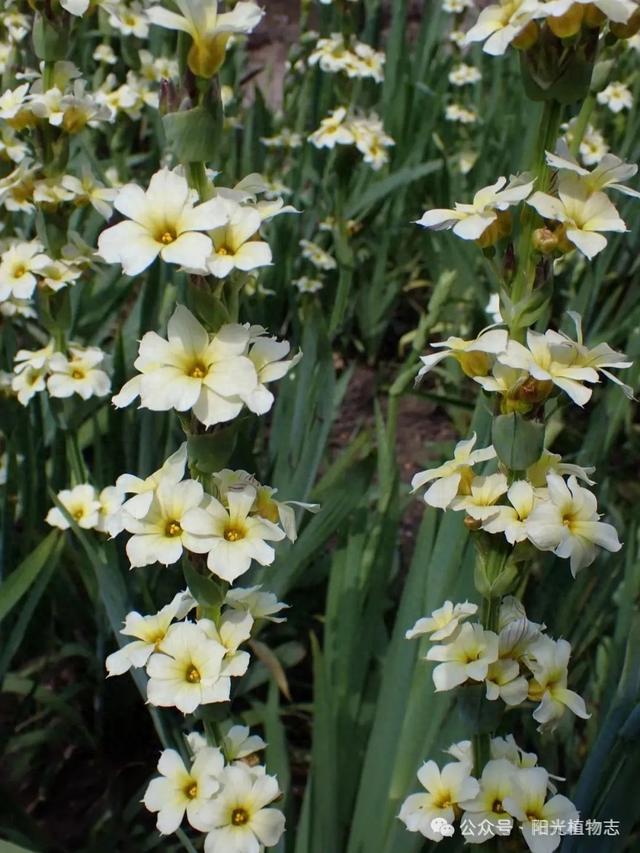 原来它是智利庭菖蒲,终于解谜了