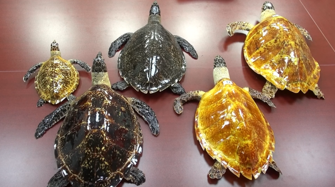 几乎绝迹的它,应当被珍爱