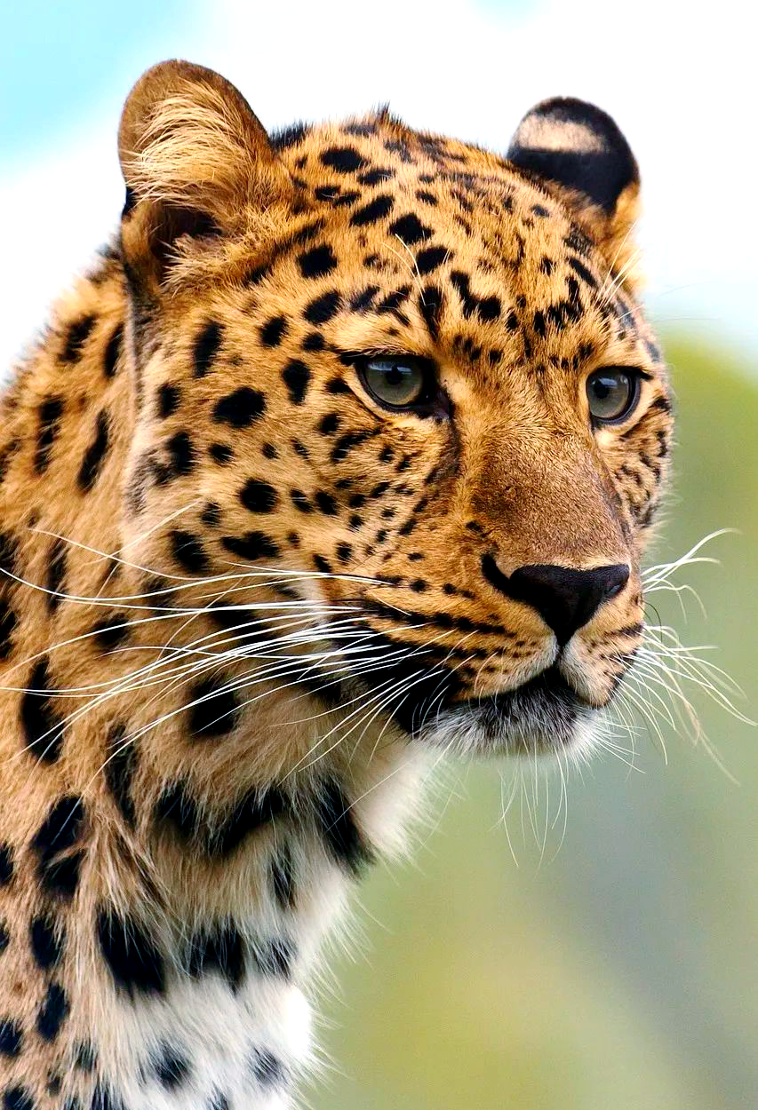 豹子:展现猎手魅力的优雅生物