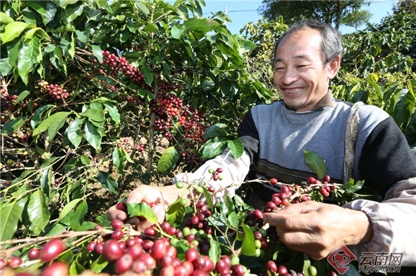 「新征程上的普洱实践」"普洱咖啡"地理标志助力普洱咖啡产业蓬勃发展