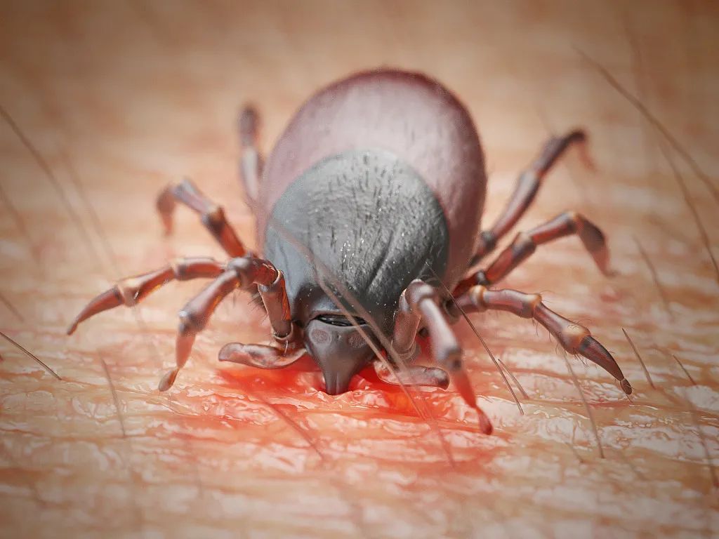 高烧咳嗽,血小板减少……警惕这种病毒,一家医院半年接诊37例!