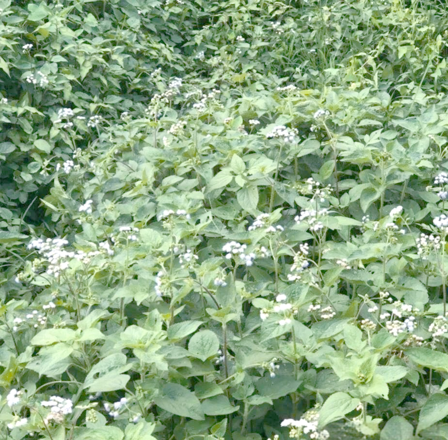 胜红蓟:从臭草到止血草的神奇转变