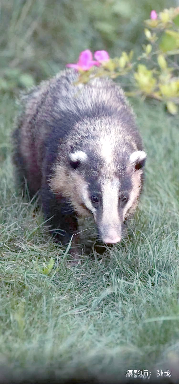 猪獾:一种体型庞大的獾类动物