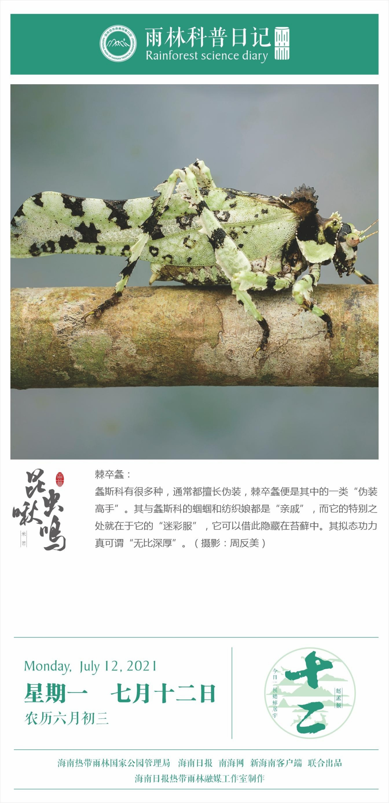 雨林科普日记之棘卒螽
