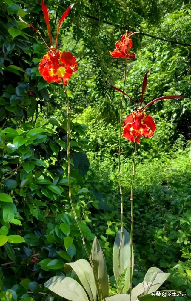 兰科植物中极富观赏价值,形态独特的兰花"魔鬼文心兰"