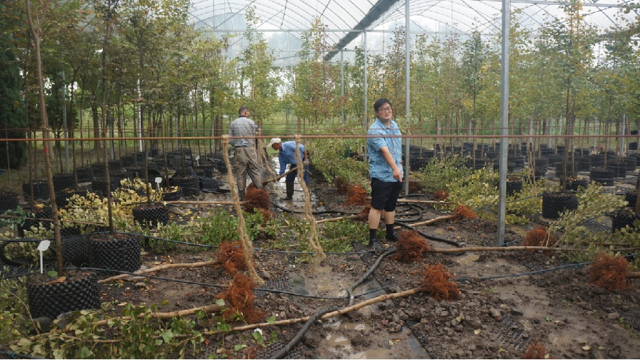 阿拉绿化市容人丨让城市的树木更绿,更靓,更健康!——杨瑞卿