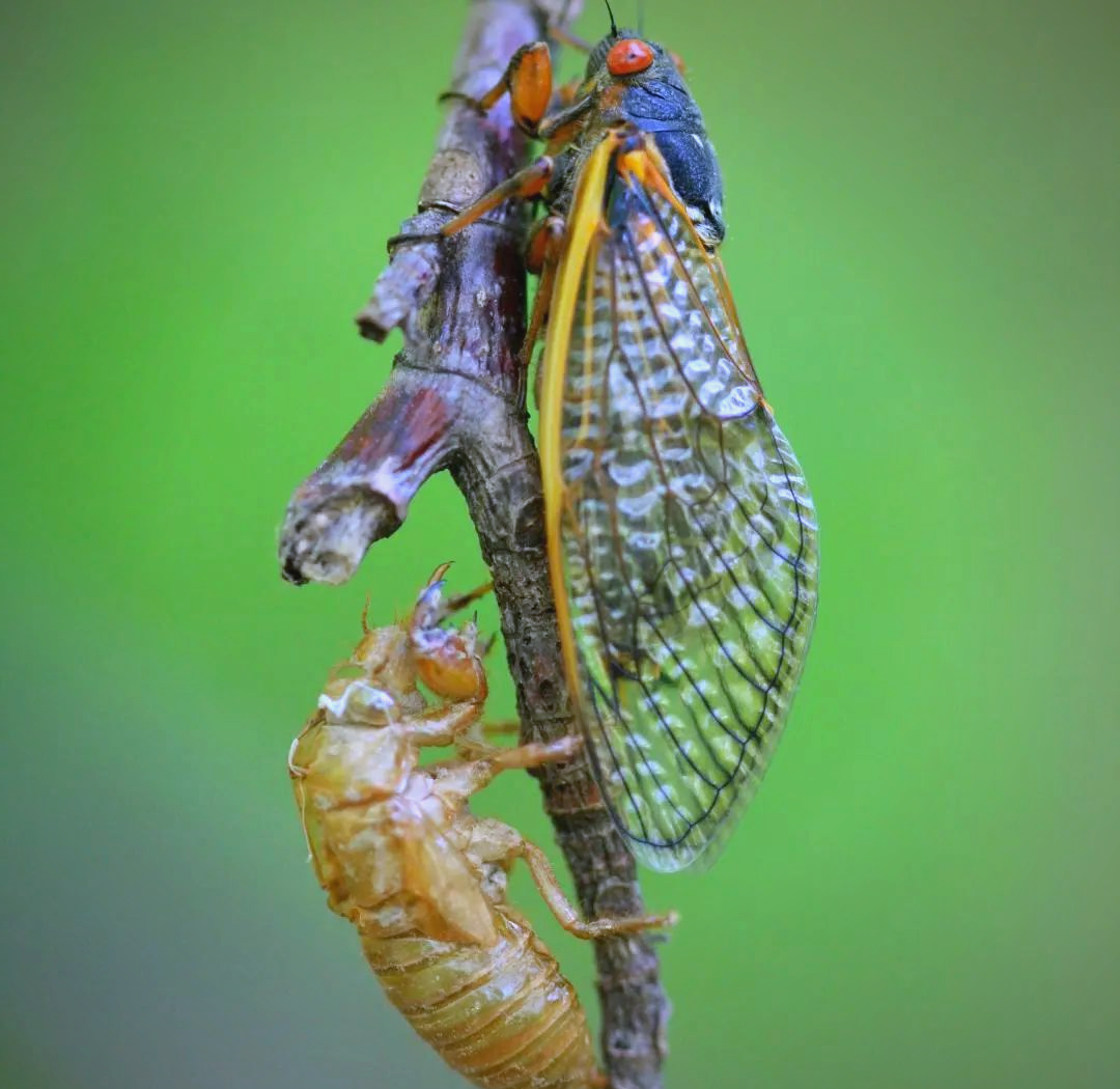 探秘夏日蝉鸣:了解蝉的生命之旅与发声奥秘
