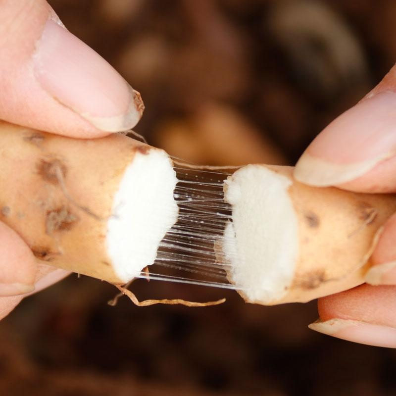 河南商报承包"专属山药田",霜降后第一批正宗温县铁棍山药来啦!