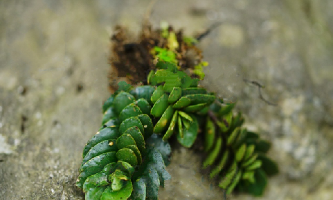 它是珍贵的"异叶楼梯草",你可知当年多值钱吗?请重视,好稀罕