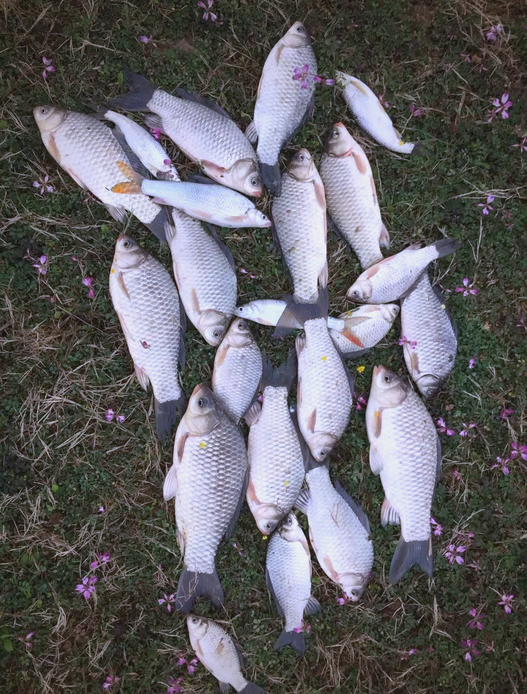 钓起6斤重"鲫鱼王",钓鱼人一时不敢吃