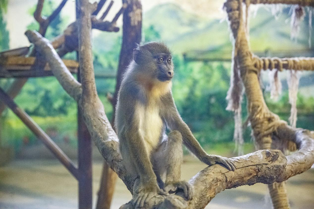 济南野生动物世界"山东大嫚"换来"川妹子"