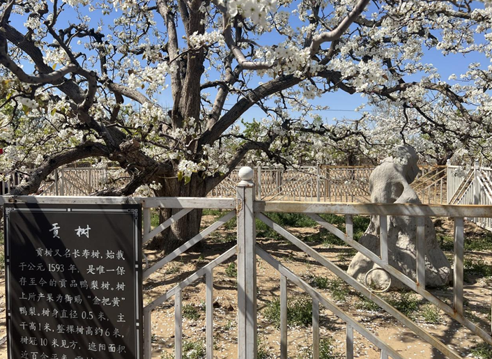 美景与运动结合 大兴区庞各庄镇梨花旅游文化节千人健步走活动举办