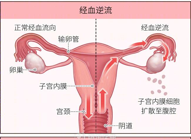 月经形成图解图片