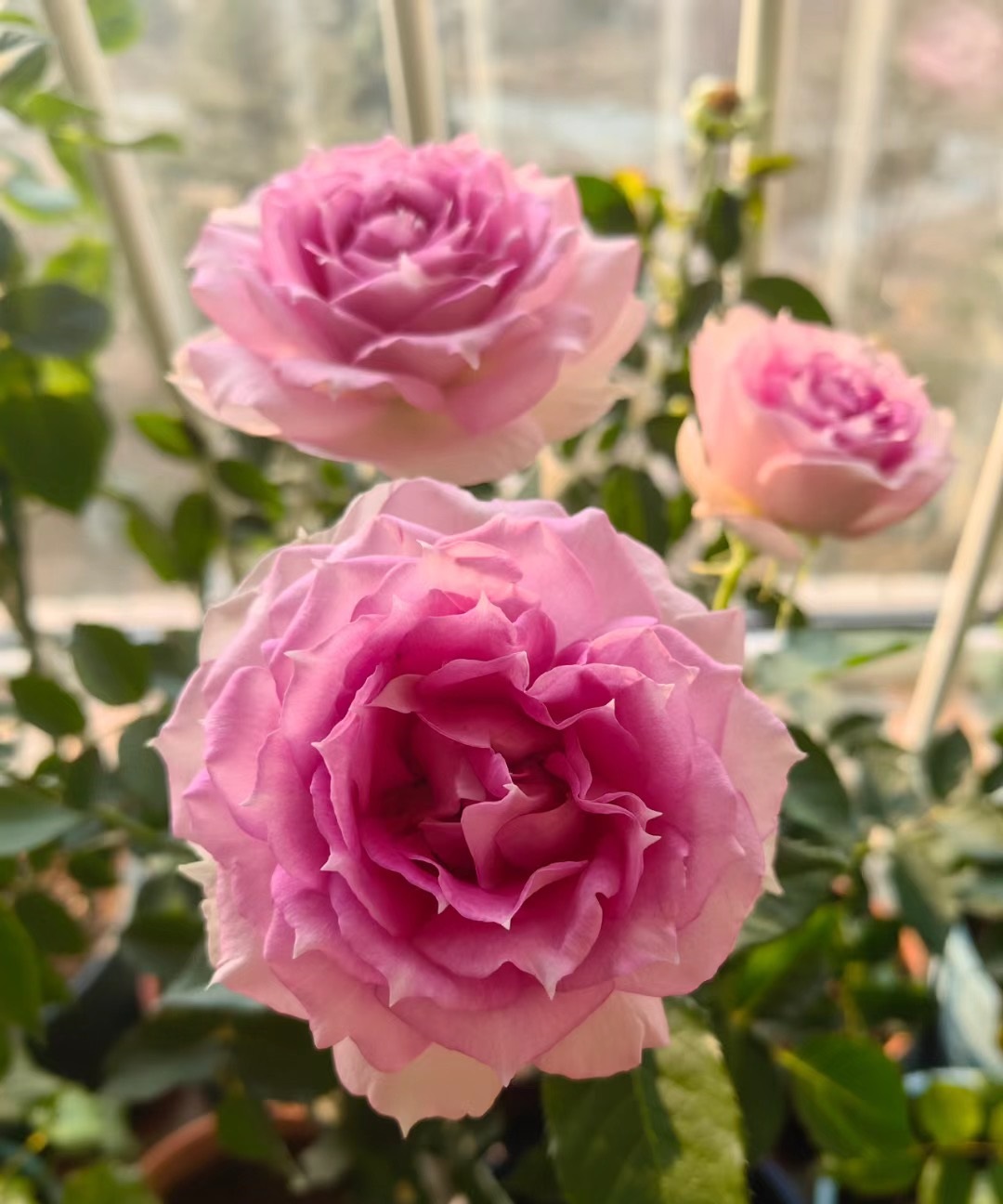 长得像牡丹的月季,花美香浓,开花勤快,几乎无刺,很适合阳台养