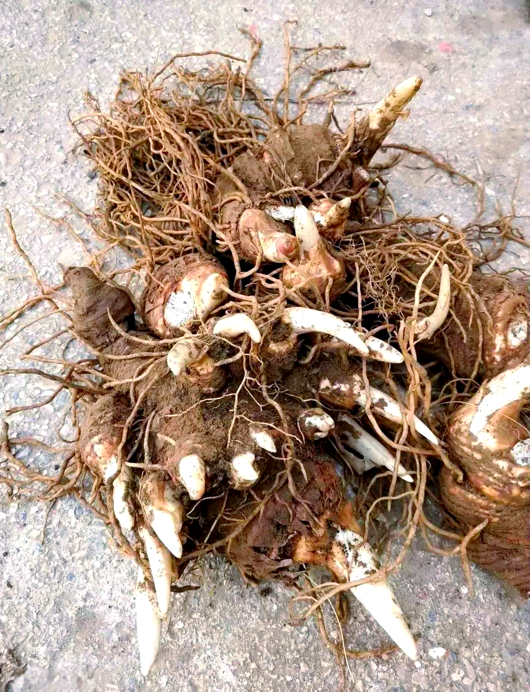 重楼种植技术要点及管理指南