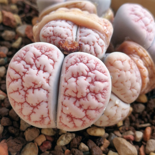 多肉品种:梦椿,钢叶莲,苇胧玉,黄金玉杯,紫罗兰女王