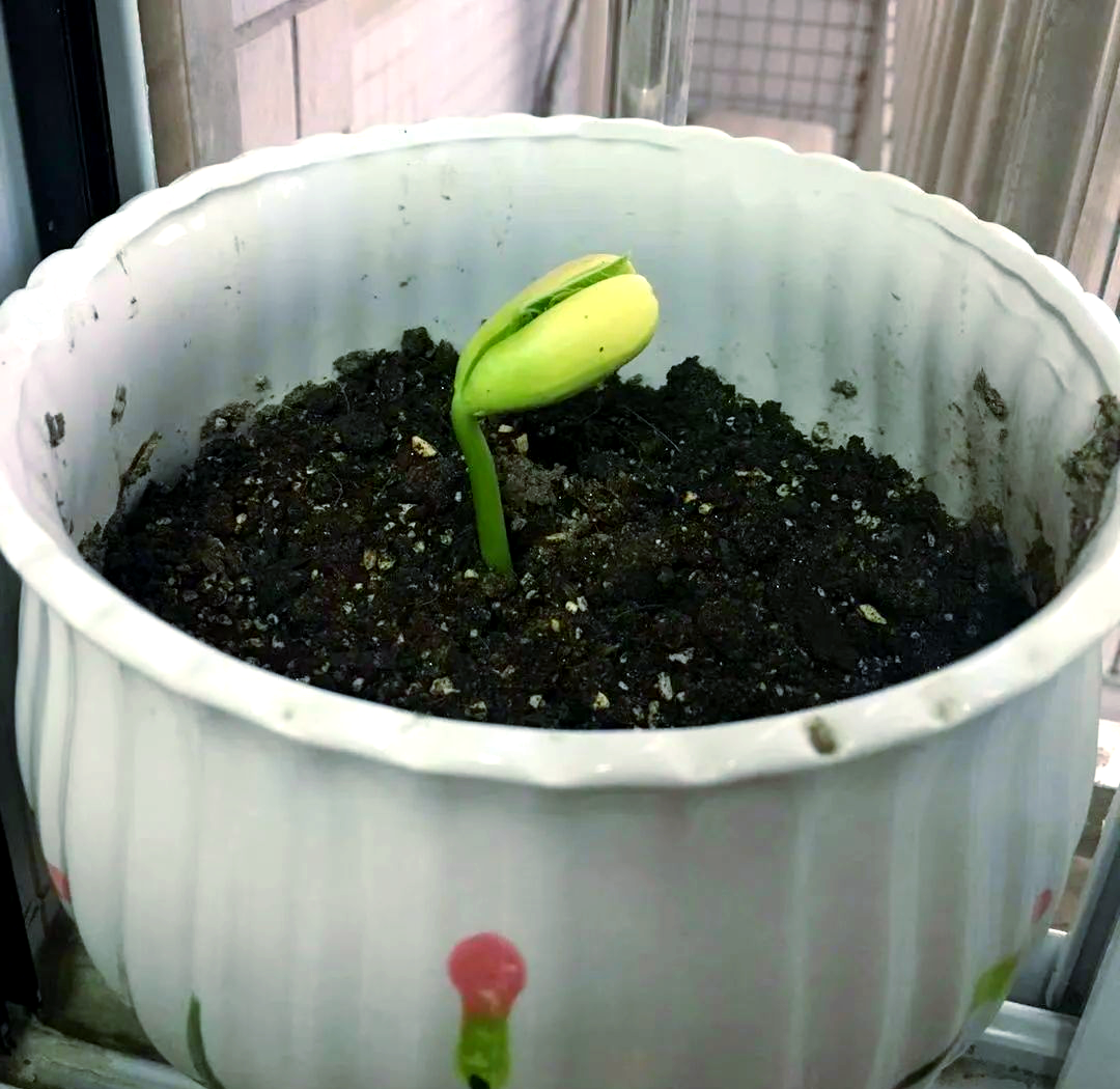 探索魔豆种植的简单步骤与生长变化