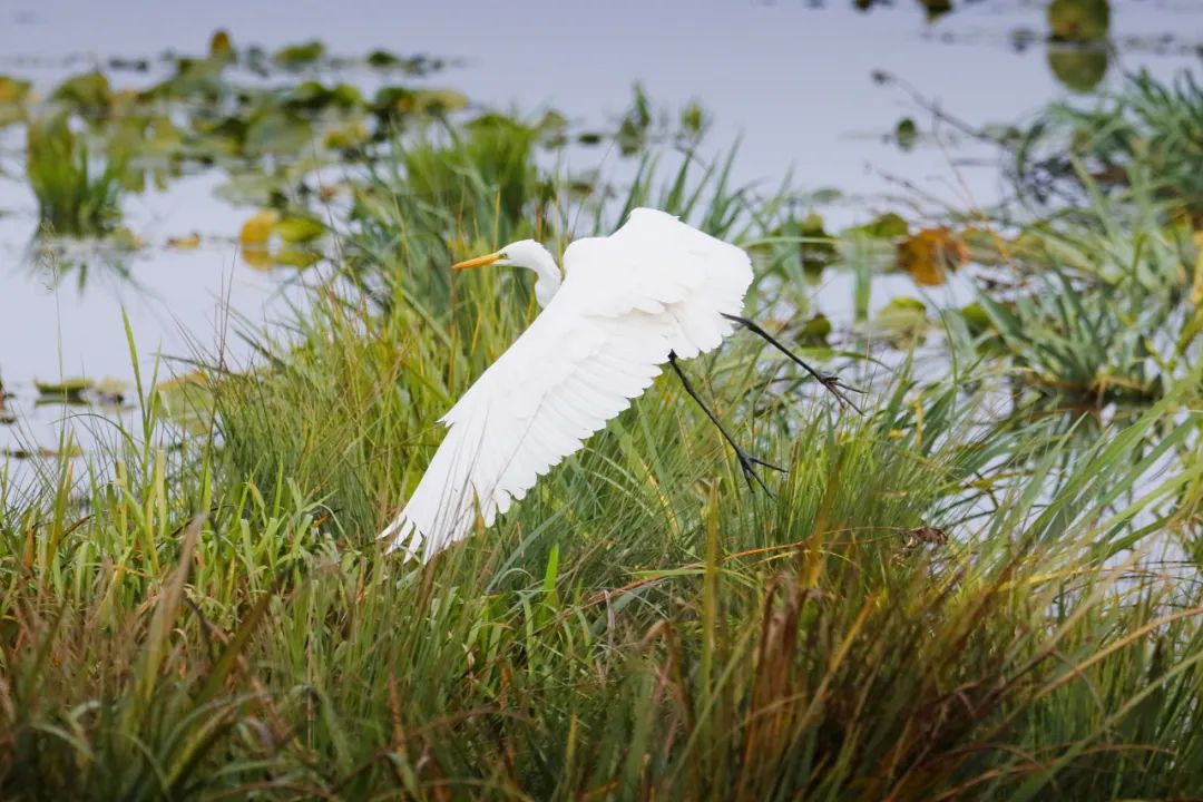 打工人的解药,观鸟到底在看什么?