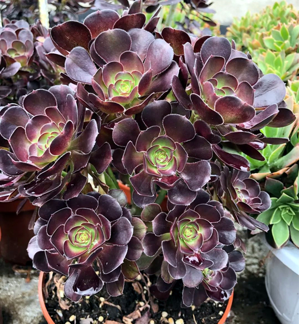 多肉黑法师如何通过砍头一变多