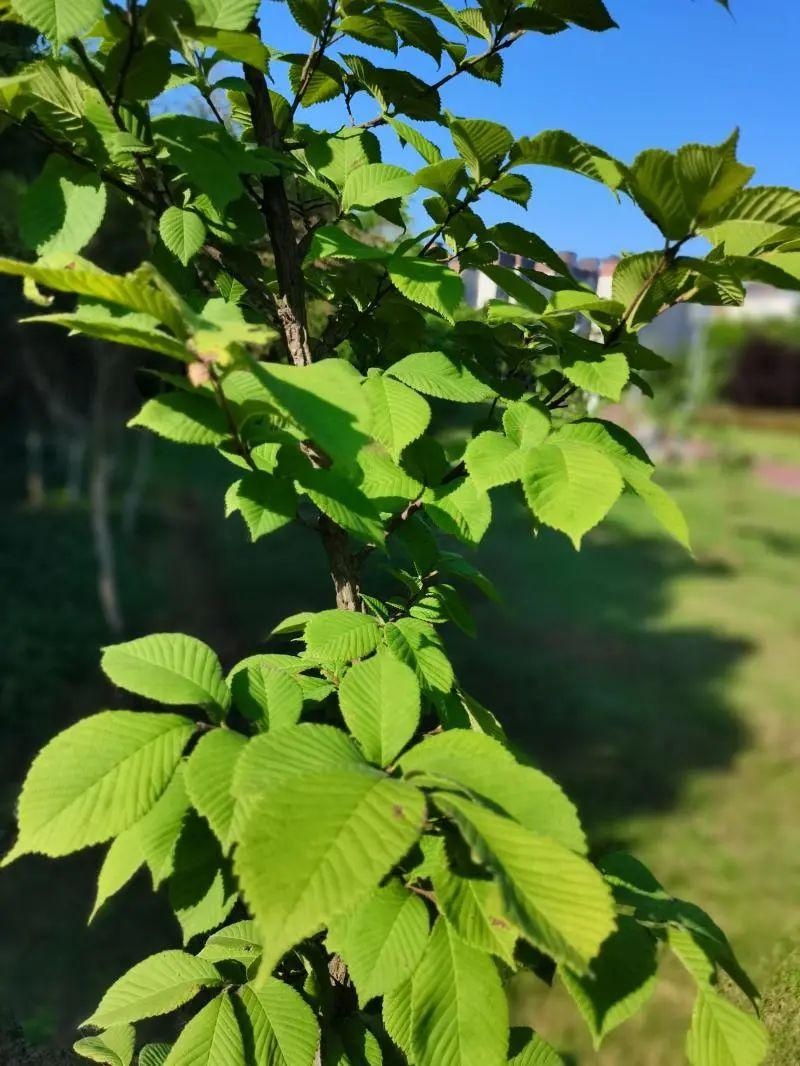 「县市区动态」走出"深闺"人未识,琅琊榆为南谯新城增绿添彩