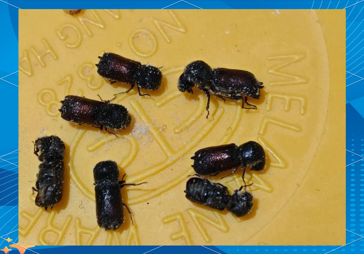 体型虽小但危害不小的小蠹虫