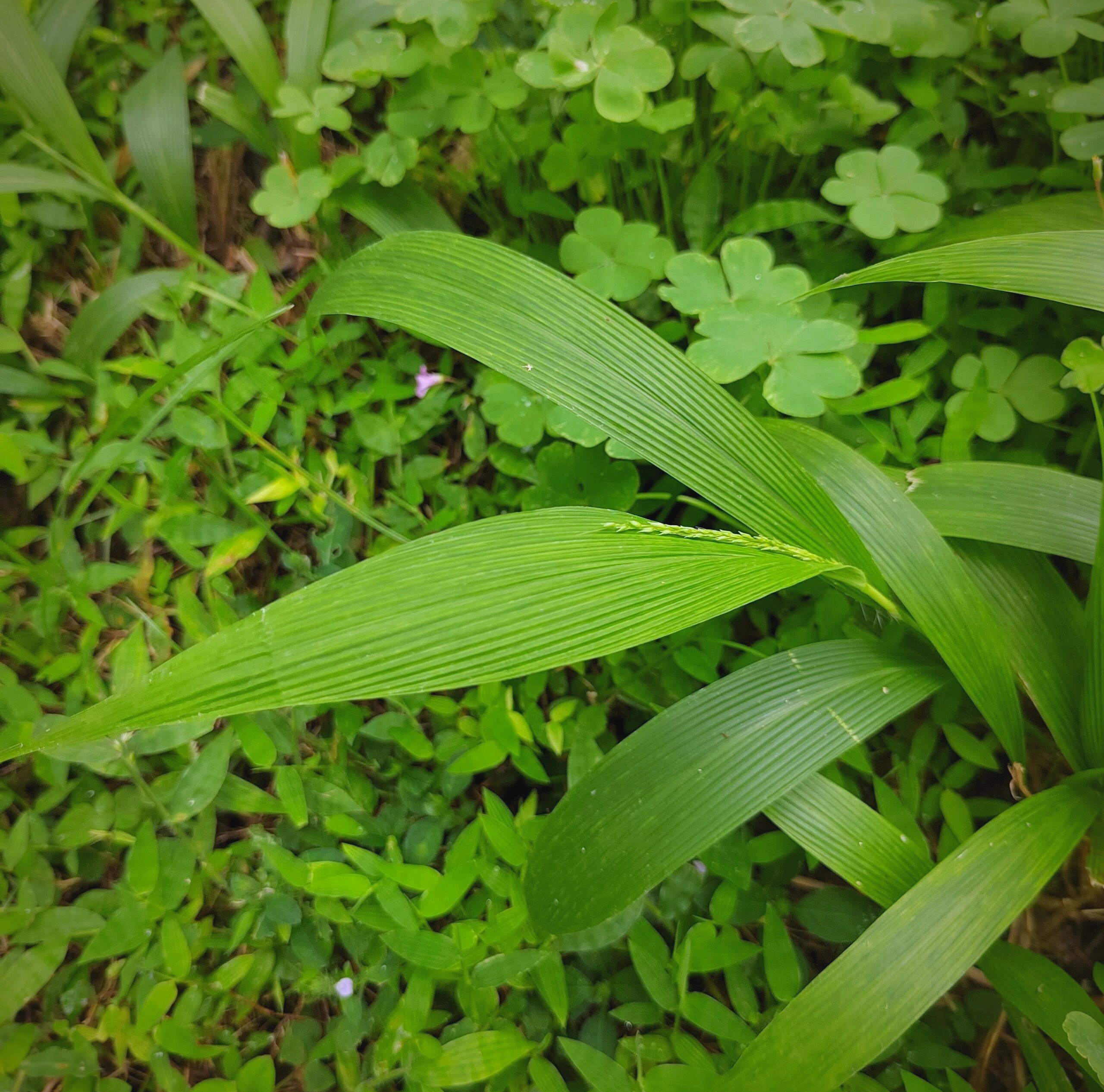 棕叶狗尾草:形态特征与多种疗效的解读