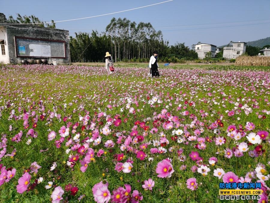 防城区那天花村花卉种植基地的格桑花竞相开放
