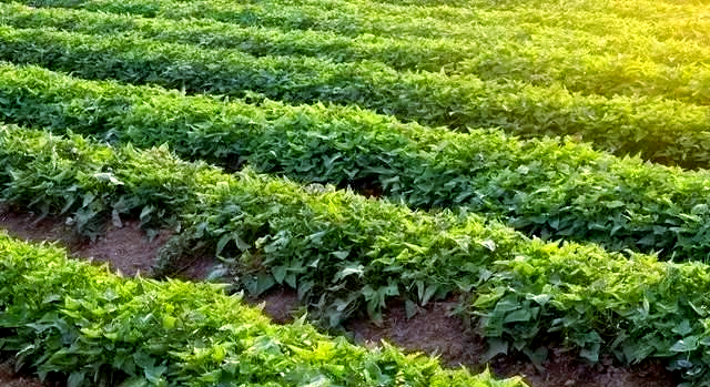 河南果树种植