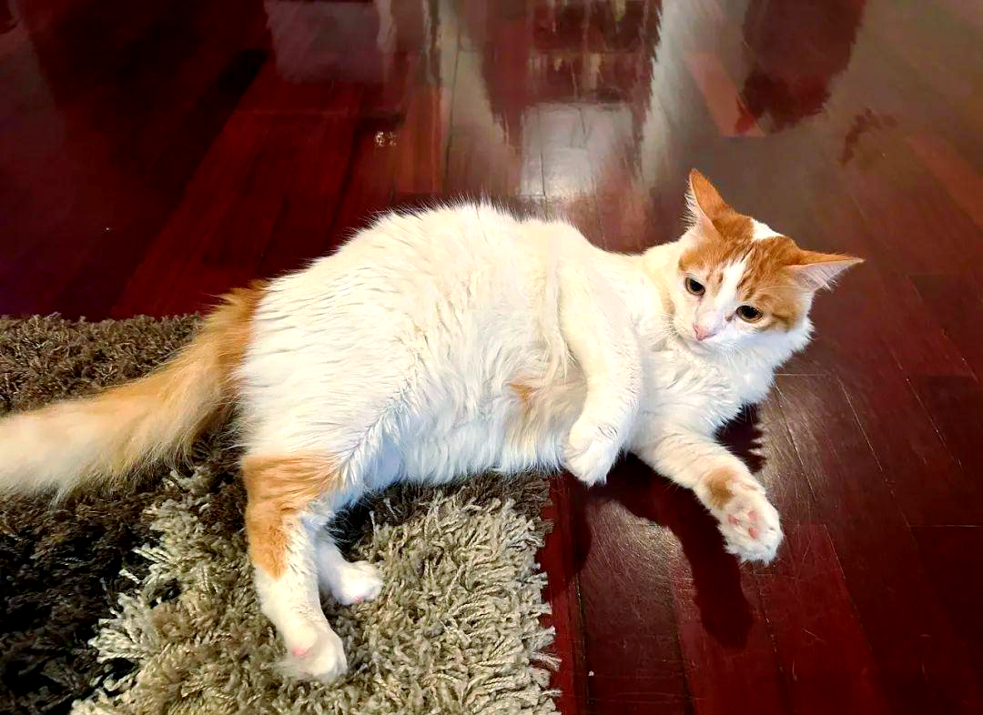 土耳其梵猫:优雅与力量的完美结合