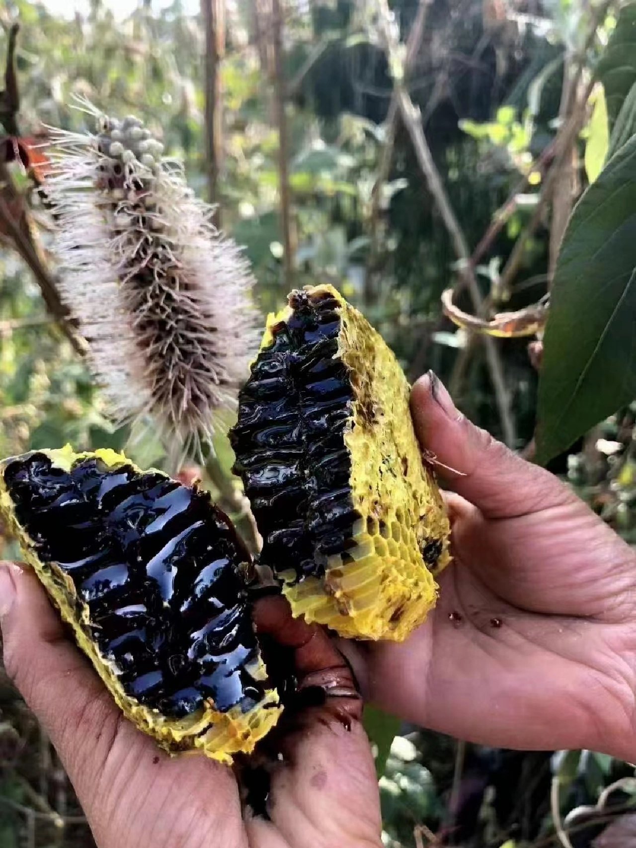 云南特色黑蜂蜜是什么品种