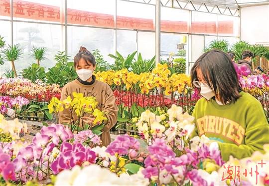 金石迎春花市開市迎客約150家檔口開售年花